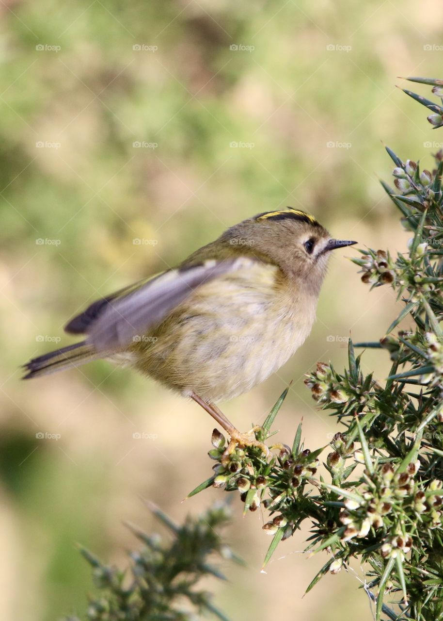 goldcrest