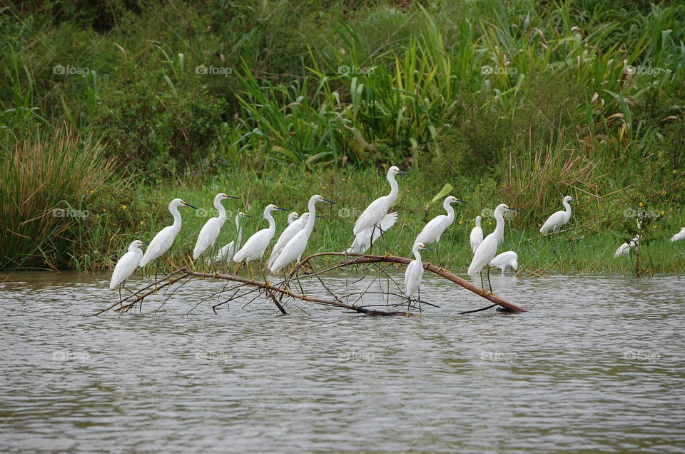 white birds