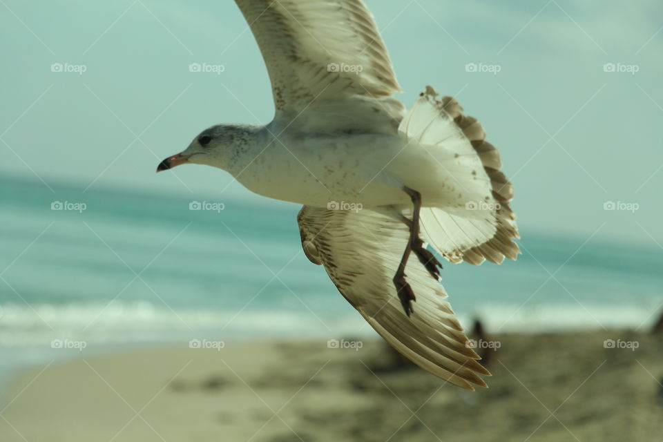 seagull . seagull flying in the beach 