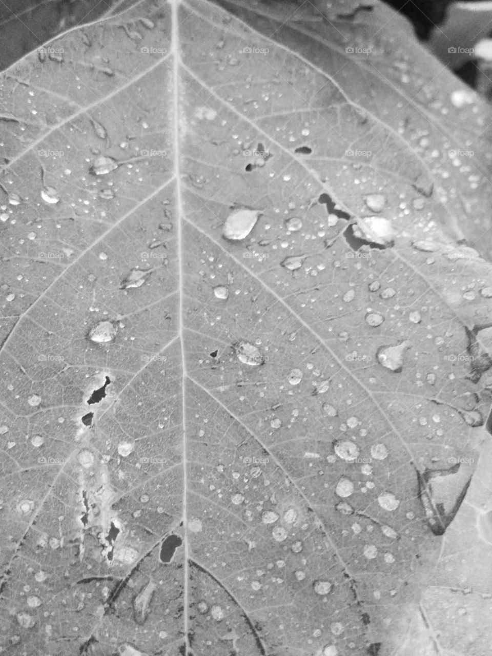 leaves in the water drop