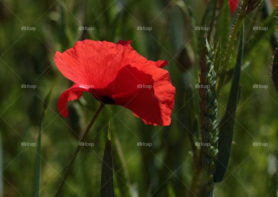 Close-up of a poppy