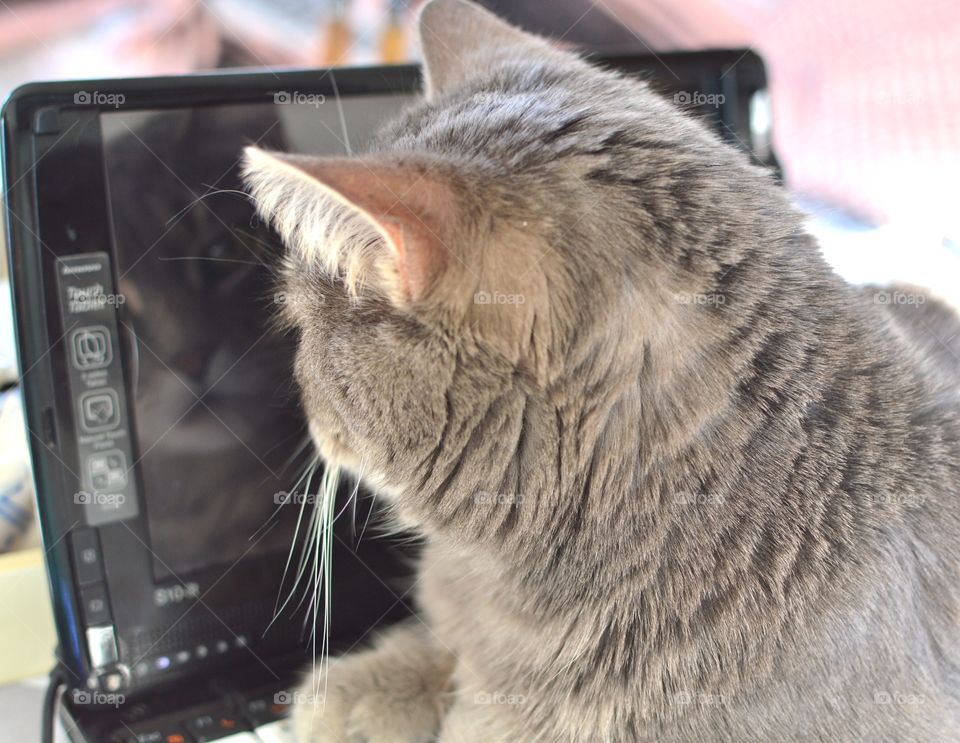 Cute cat laptop reflection