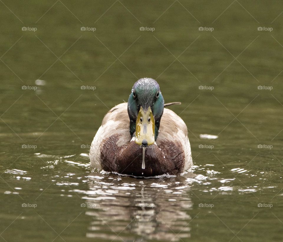 Close-up of swan swimming on water