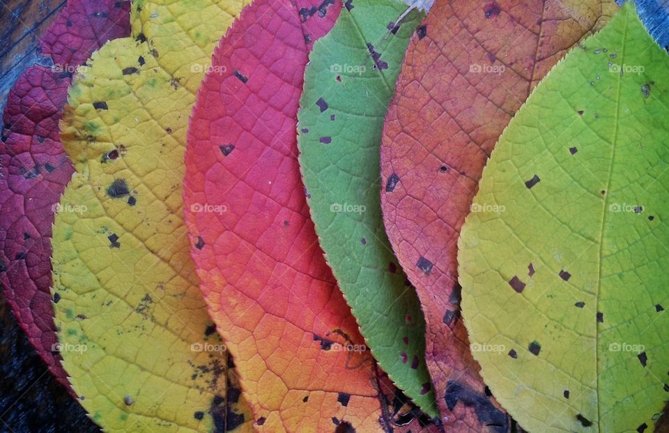 Autumn leaves