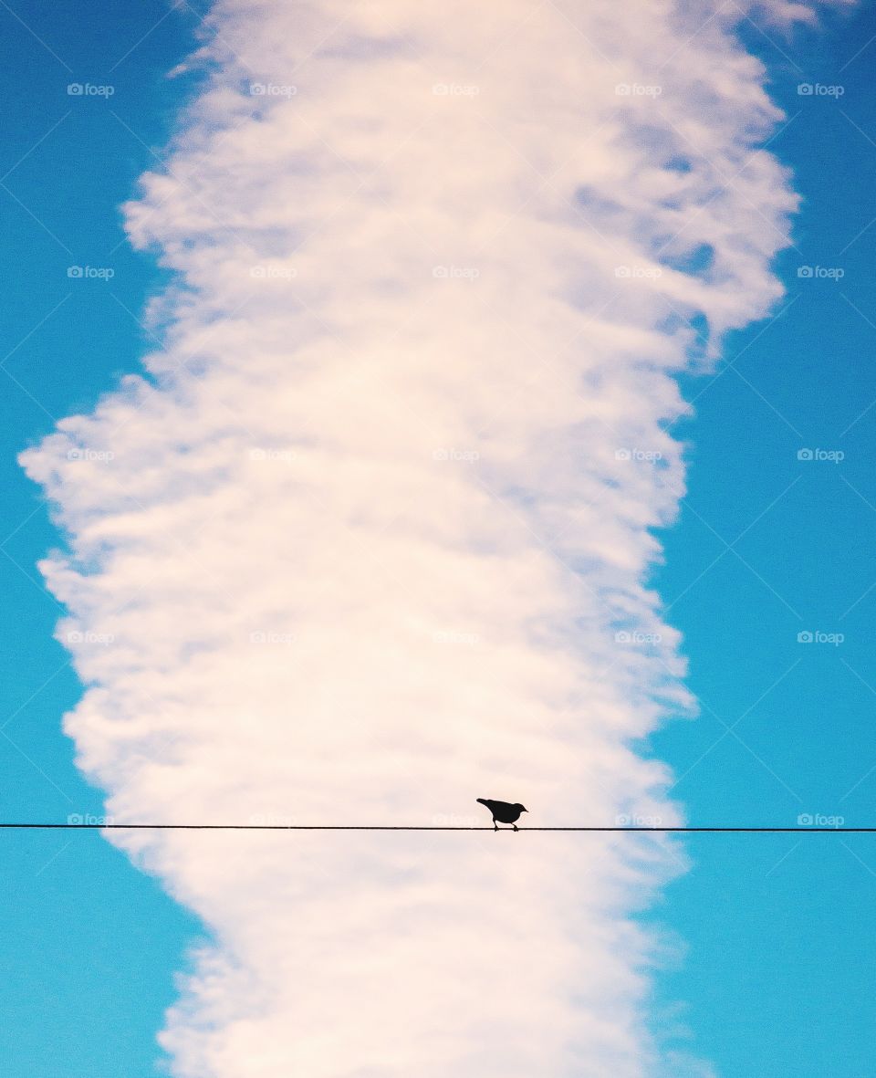 Silhouette of little bird on wire against cloudy sky