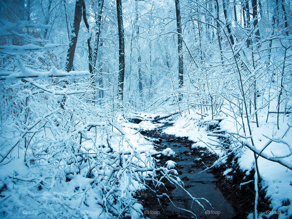 Forest Stream in Winter