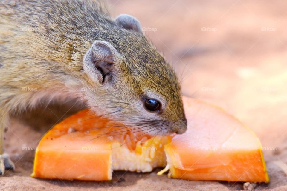 squirrel in my garden