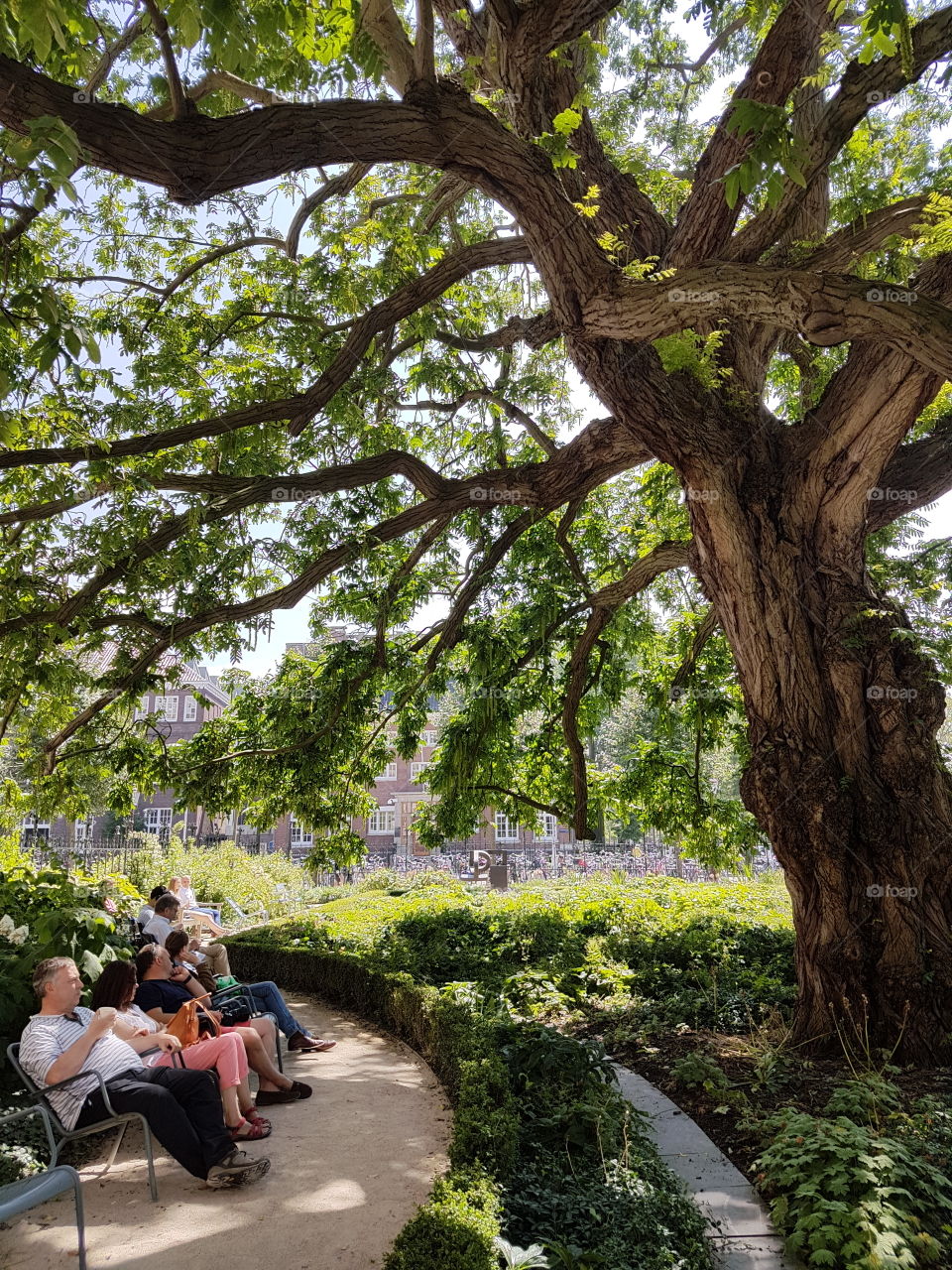 People sitting under a tree in summer, Amsterdam