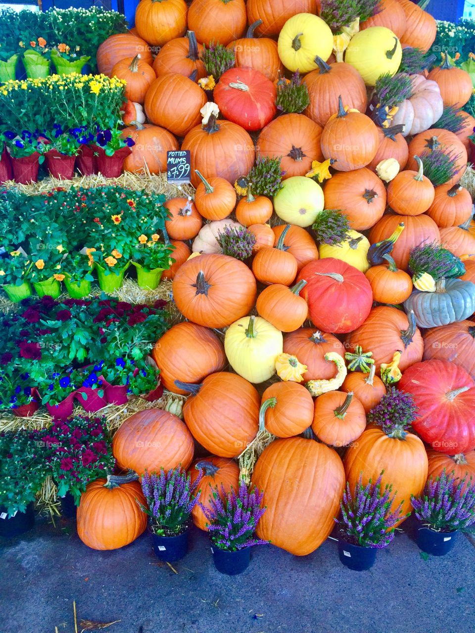 Autumn harvest with pumpkins and flowers. The colours are bright and attract attention. 