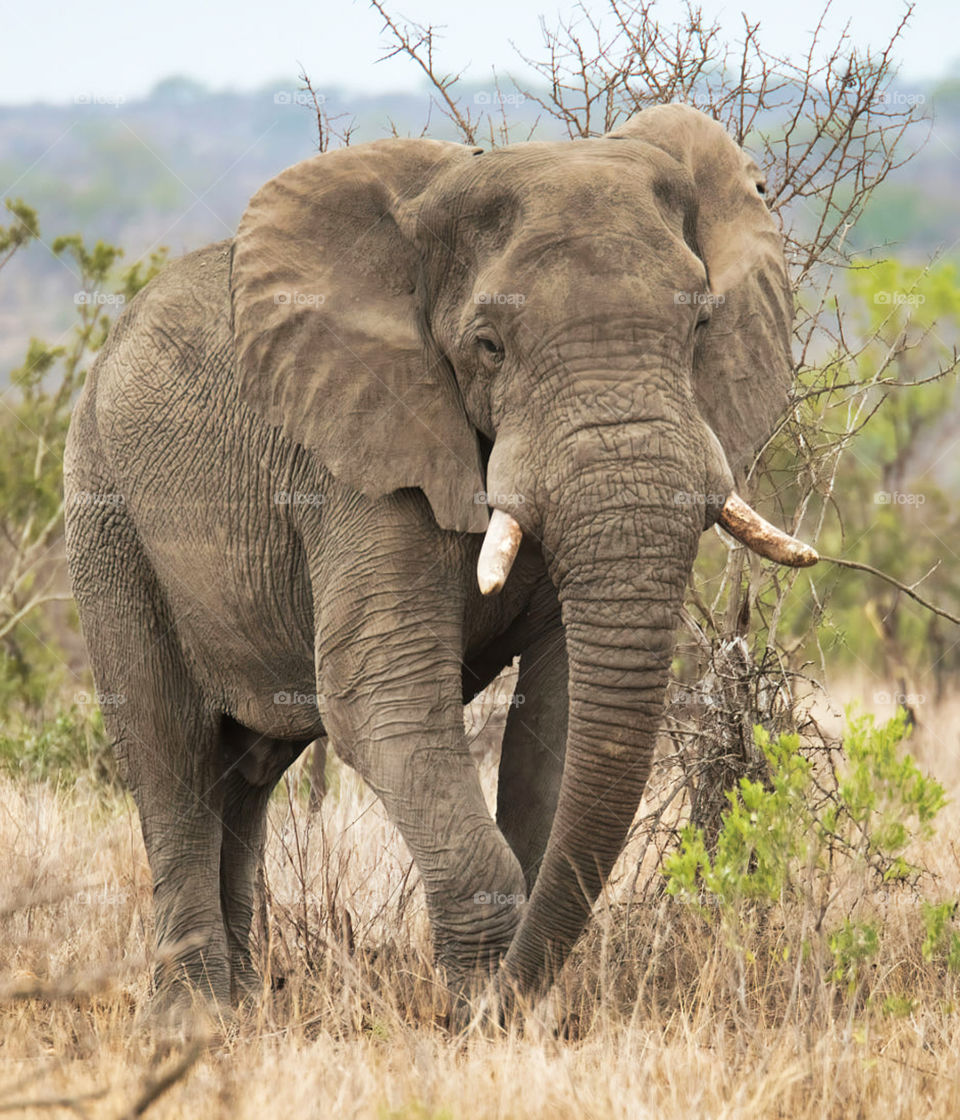 Sabi Sands,South Africa