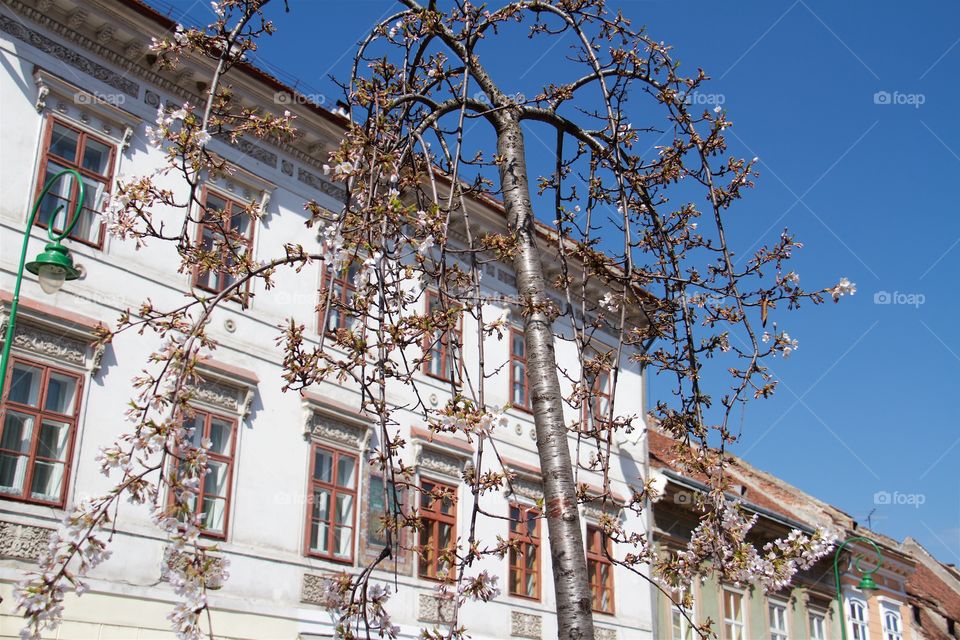 springtime in town, 
Brasov, Romania,