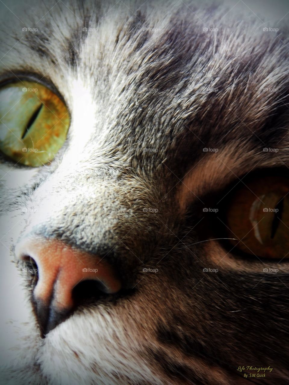 Luke’s CLOSE closeup 