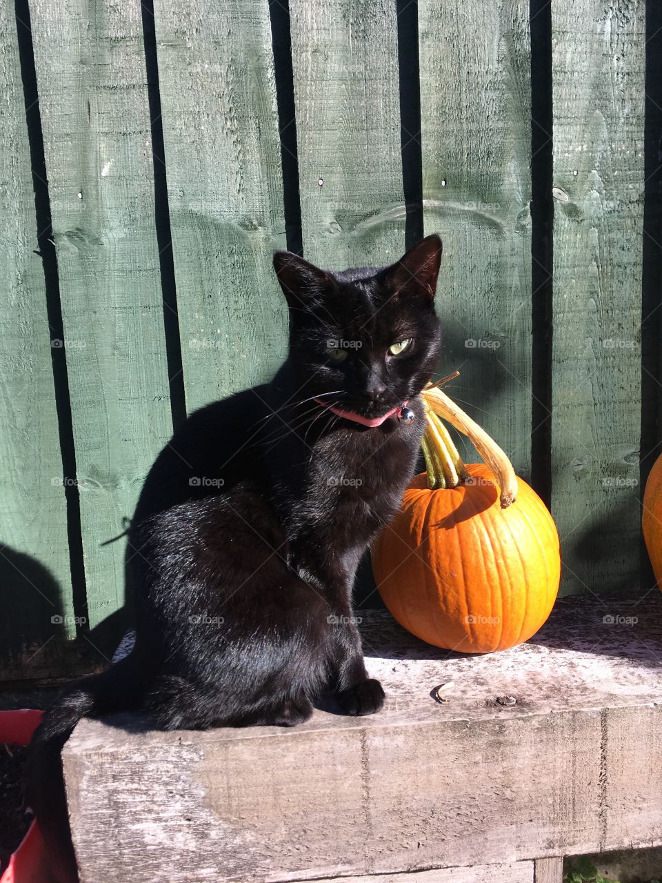 Cat & pumpkin or - Halloween definition 🤪