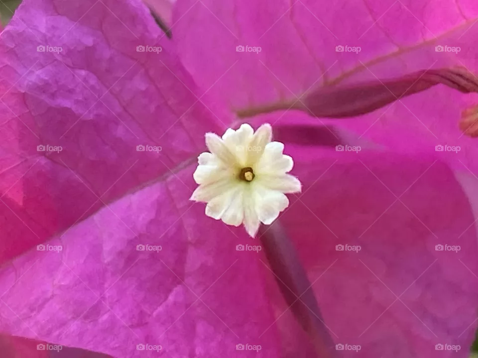 Summer flower 