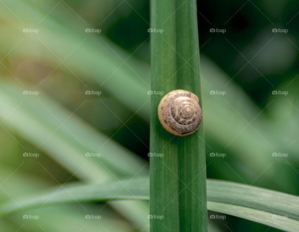 Green grass and snail