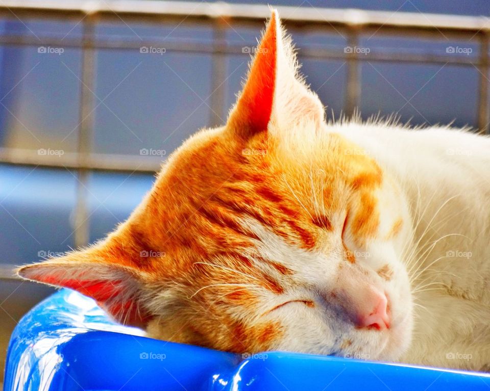 Sleeping Cat