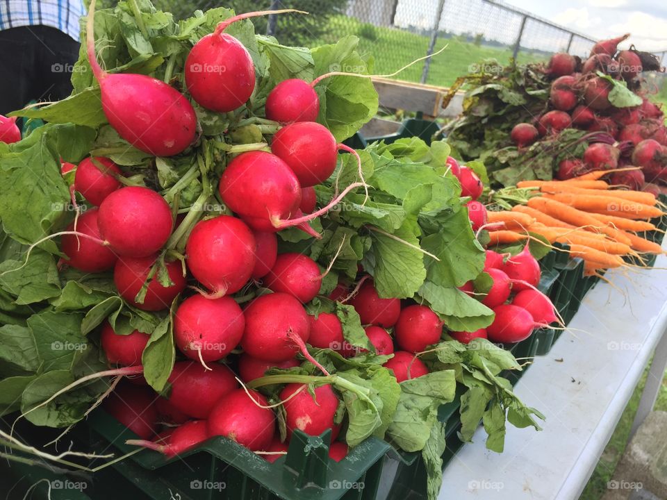 Fresh garden vegetables 