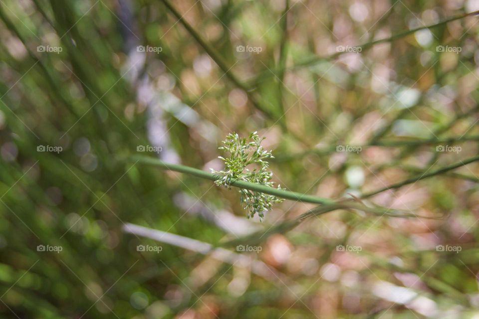 Flower Abstraction