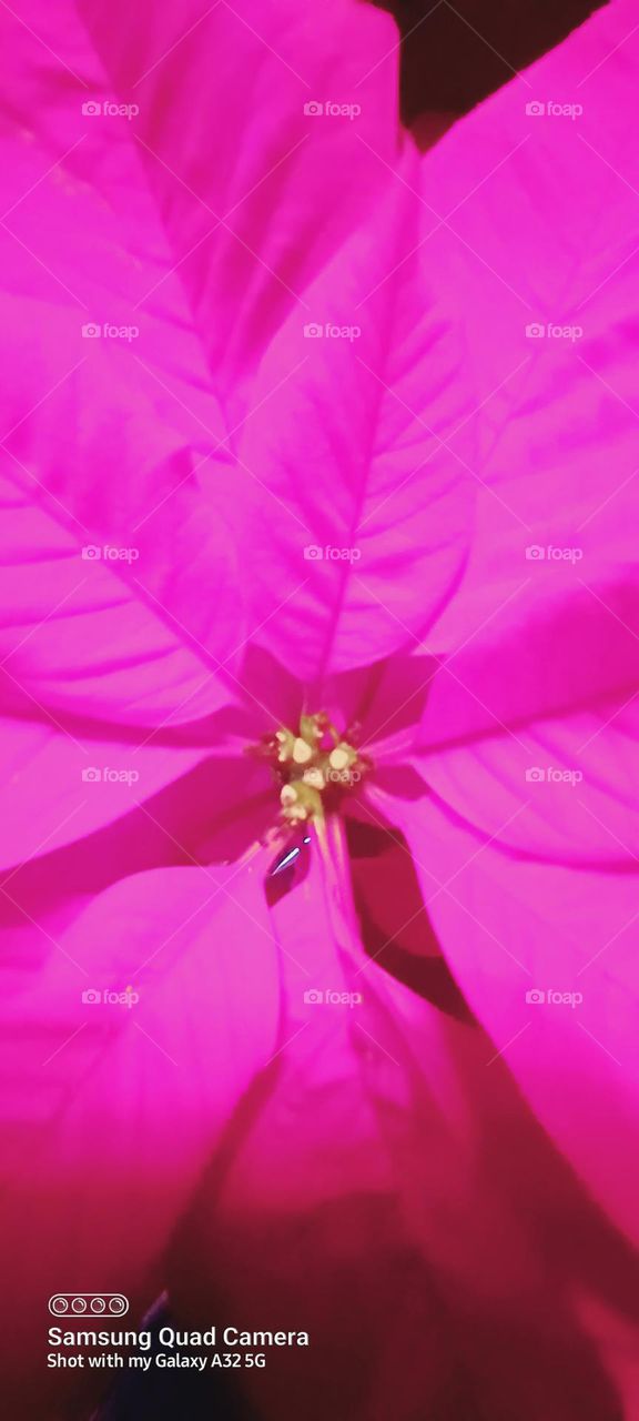 Pretty in Pinksettia