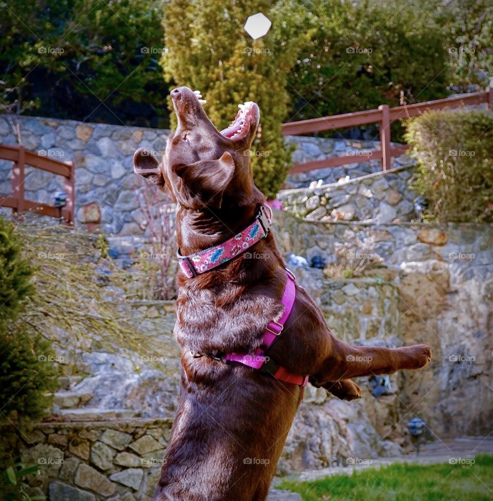 Labrador retriever dog jumping into the air to catch an ice cube