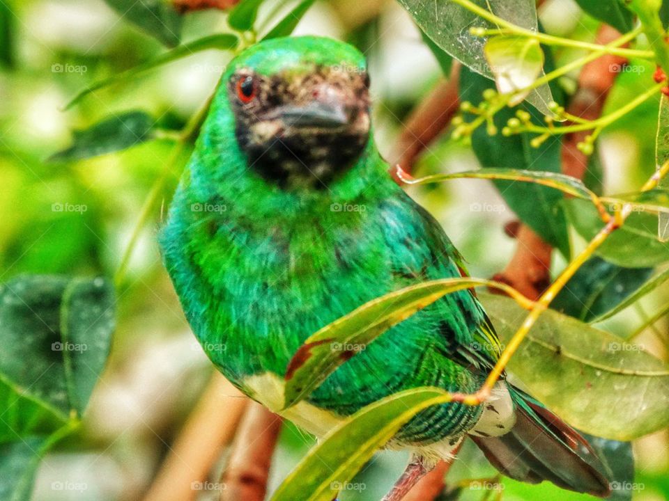 Beautiful Green Tropical Songbird

