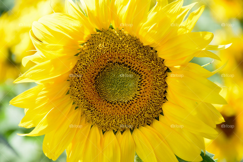 Nature, Flower, Flora, Summer, Leaf