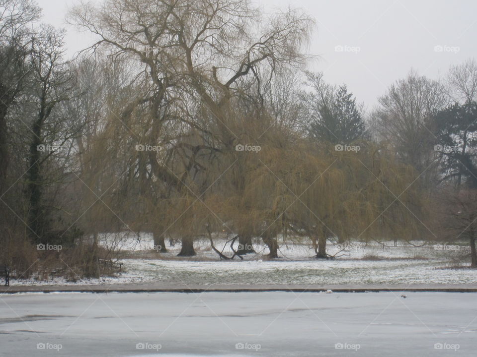 Frozen Landscape