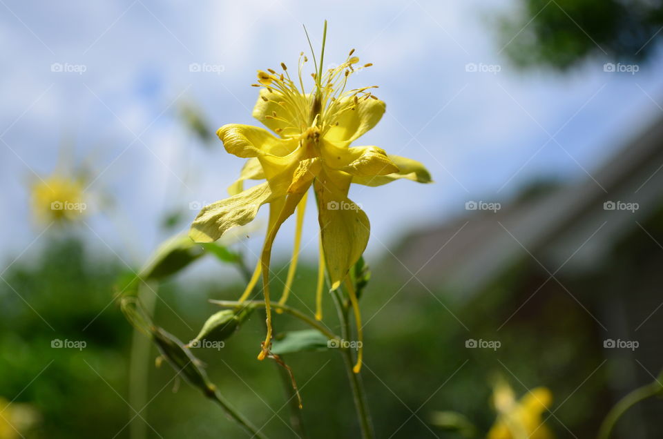 yellow dragon Lily