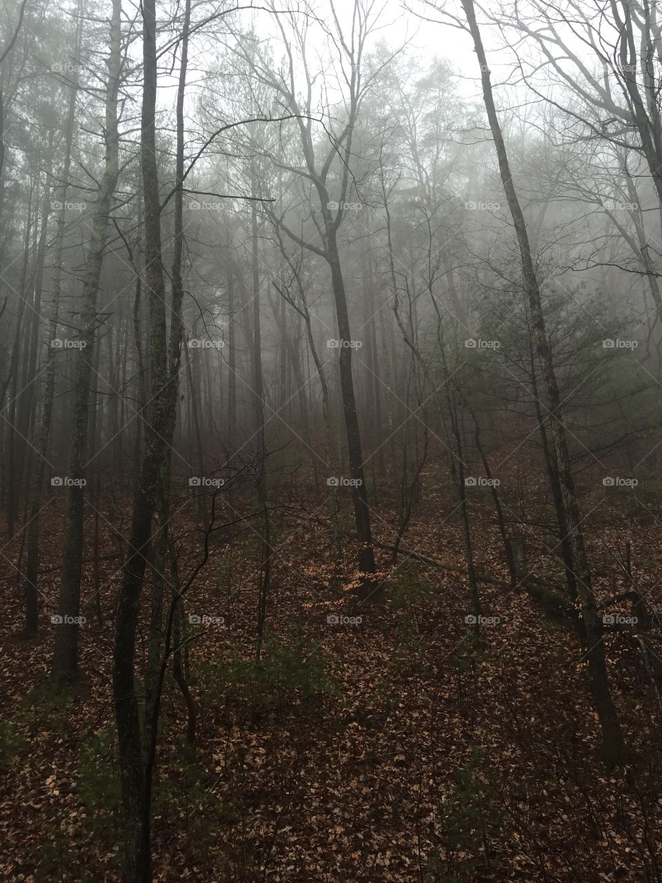 Forest in the north Georgia mountains in a place known as Hickory Ridge