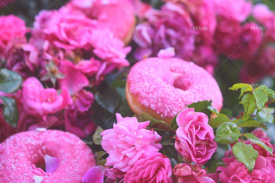 doughnut tree roses pink dream