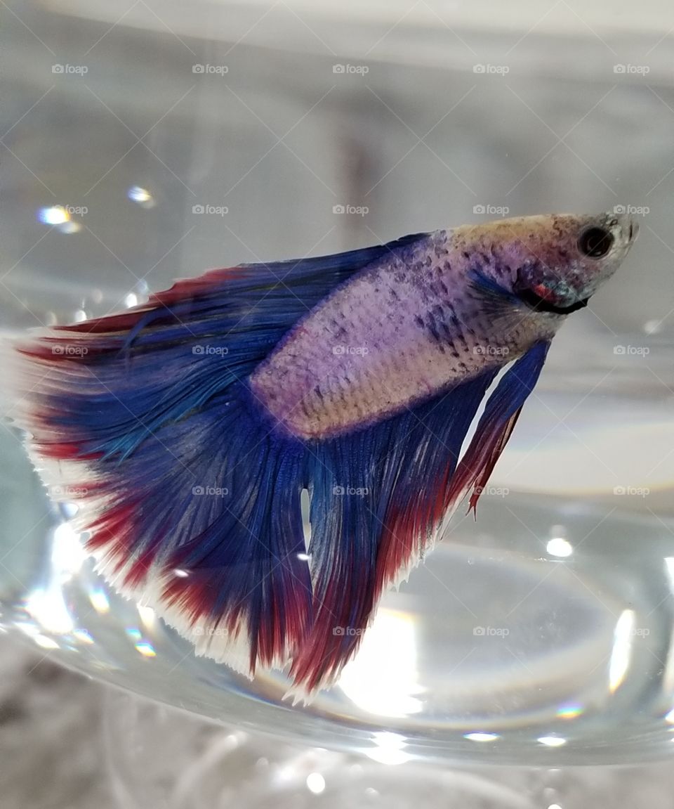 Betta Fish