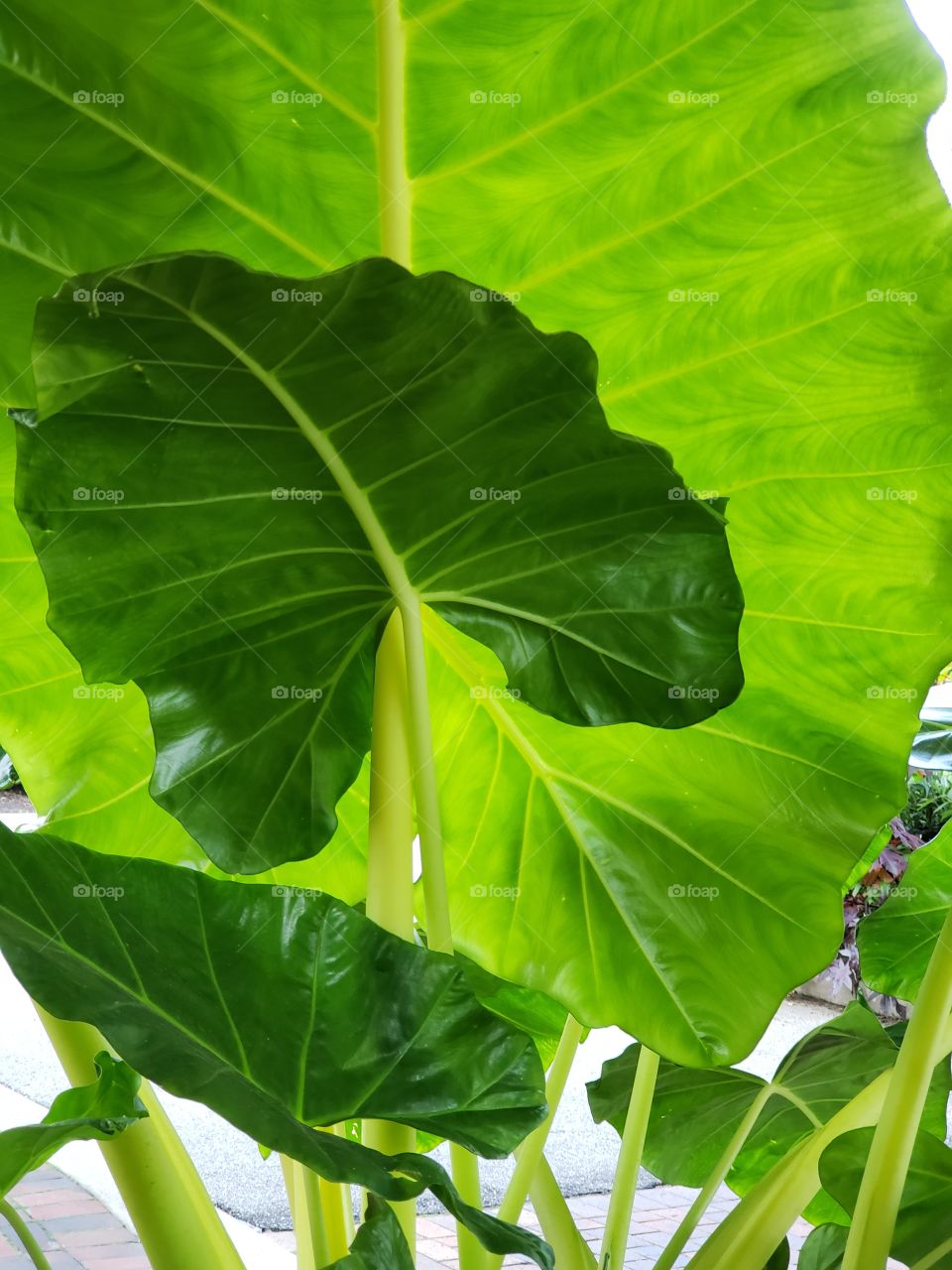giant tropical leaves