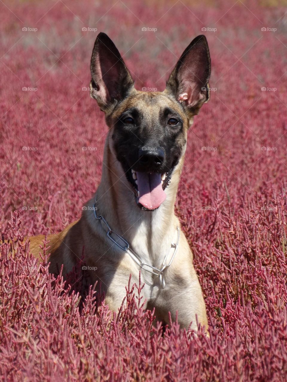 Belgian shepherd malinois Viki