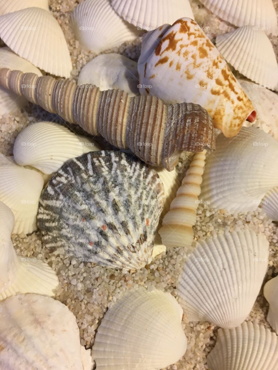 Seashells on sand