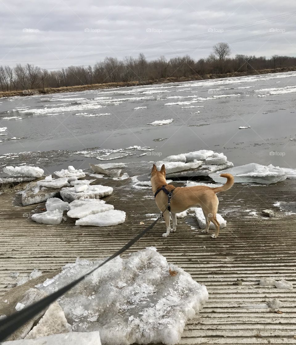 Iowa River versus Doggo