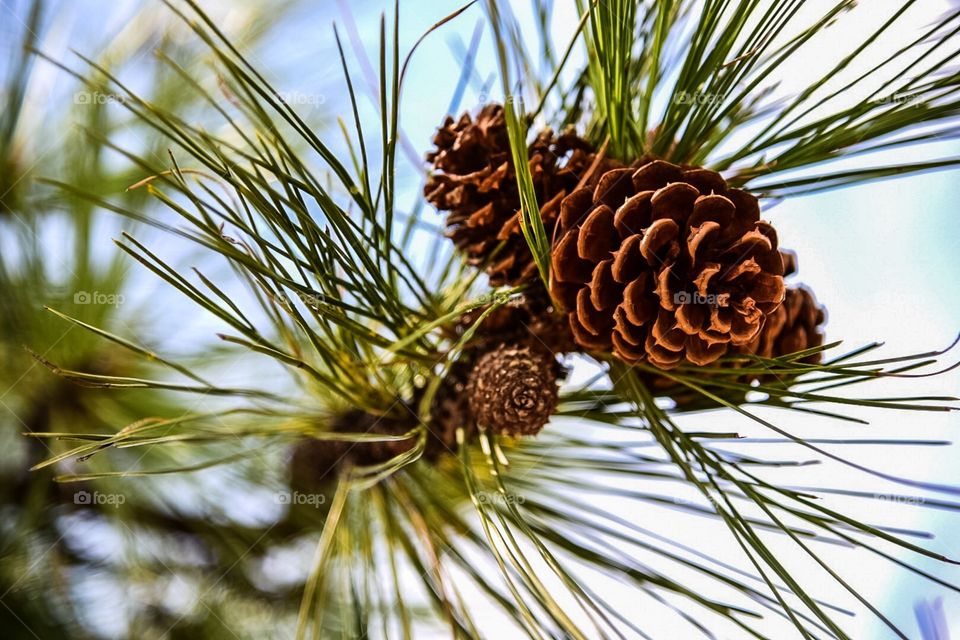Pinecone tree in the forest Canada 