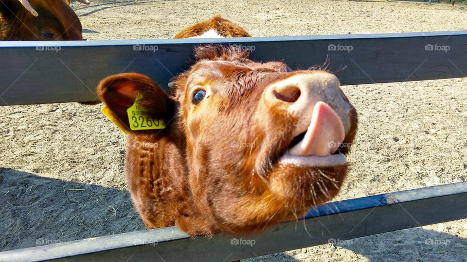 Cow is showing its tongue 