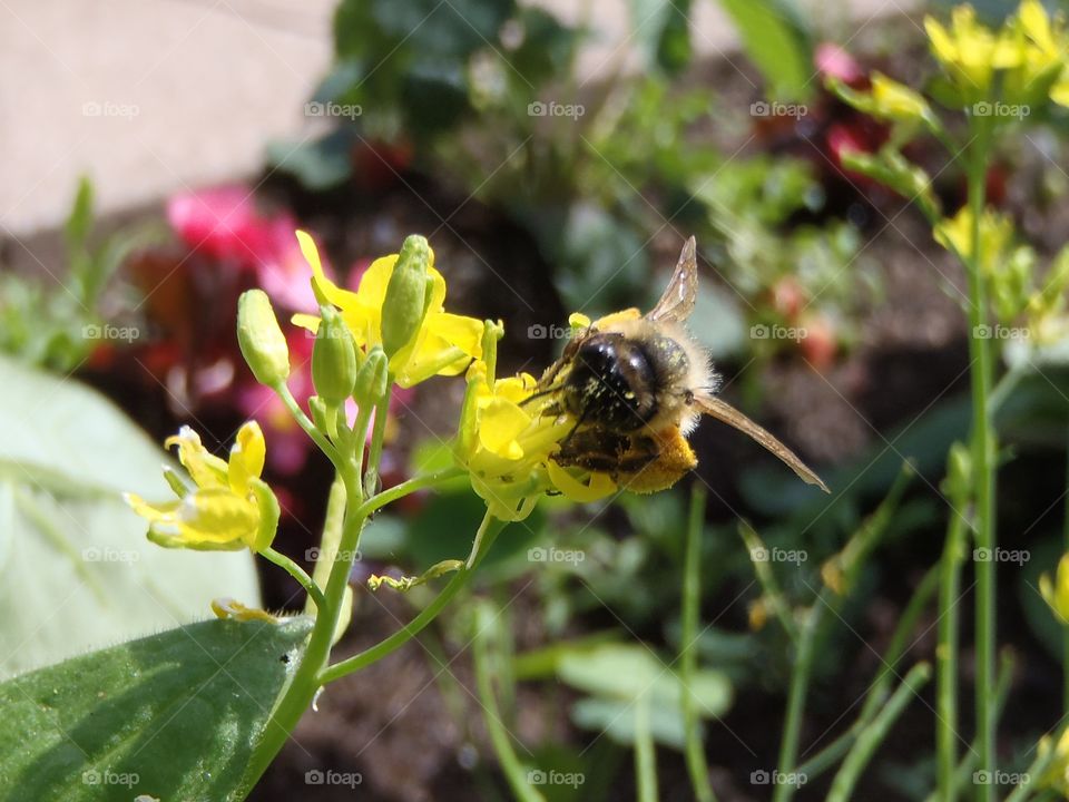 Bee on lettuce 