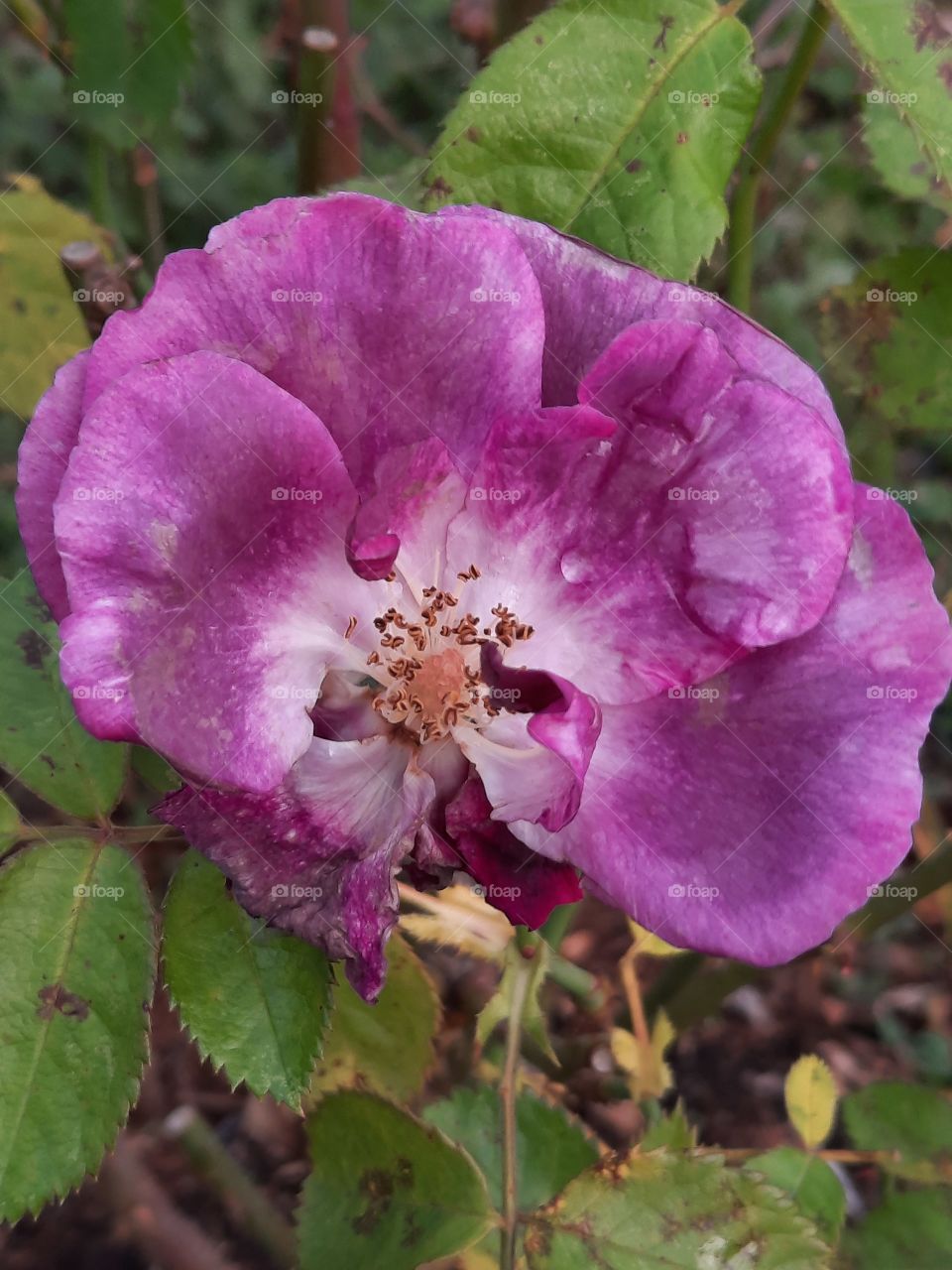 flowers in autumn  - purple rose in November