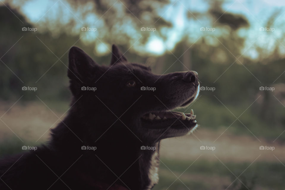 Wolf dog looking to infinity.