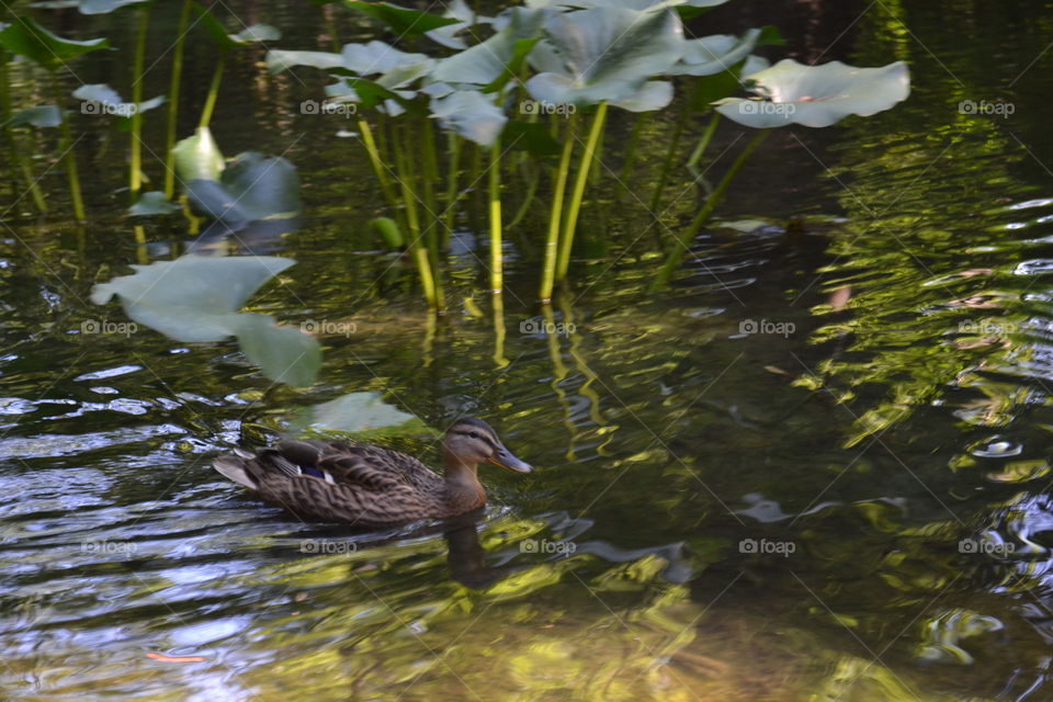 ducks in nature