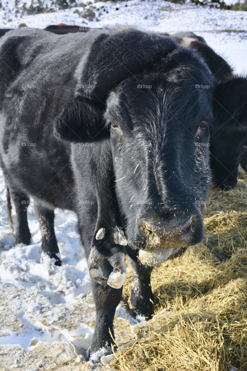 Tina, the 5 legged cow! - Gillette, WY
