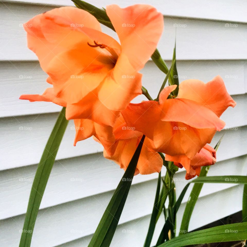 A breathtaking orange gladiolus