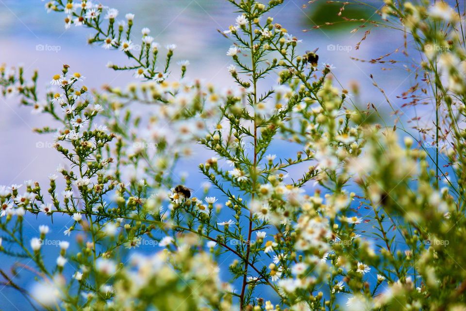 Fresh wild flowers indiana