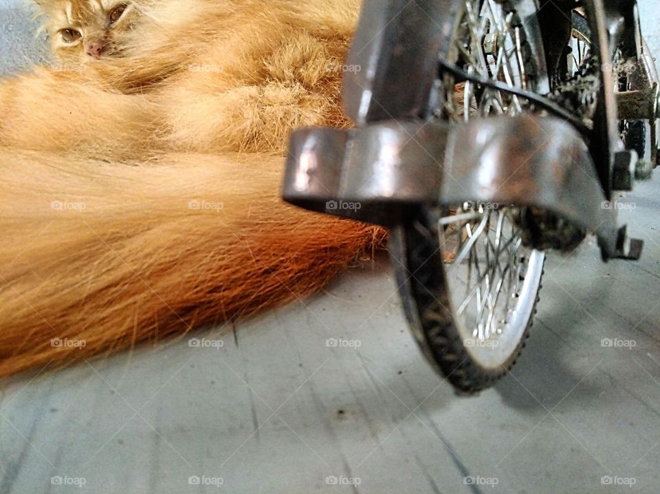 Persian cat and my toy bike