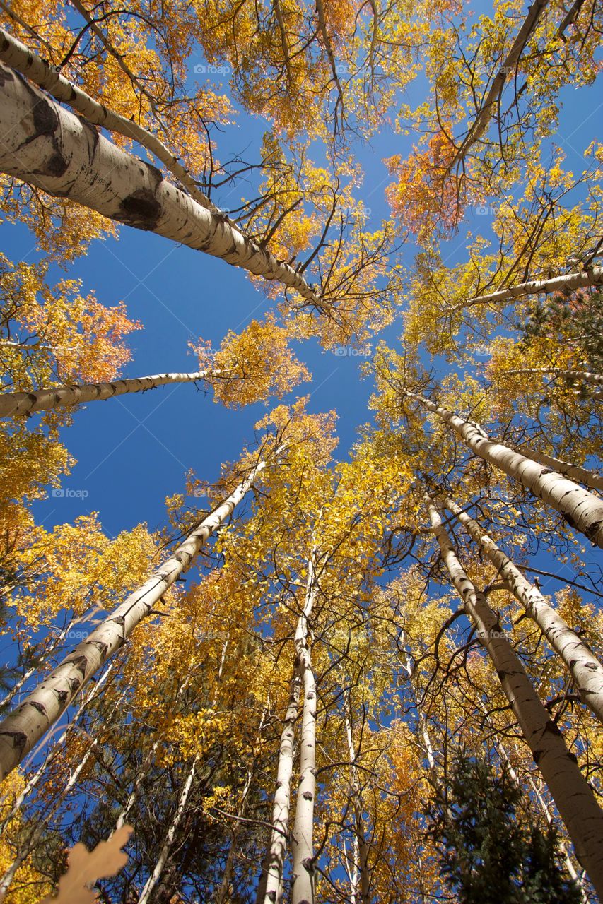 yellow in the sky. aspens in fall.