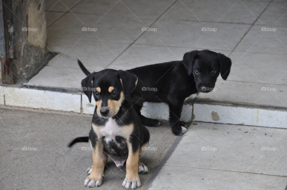 pretty black dog dogs by ozba