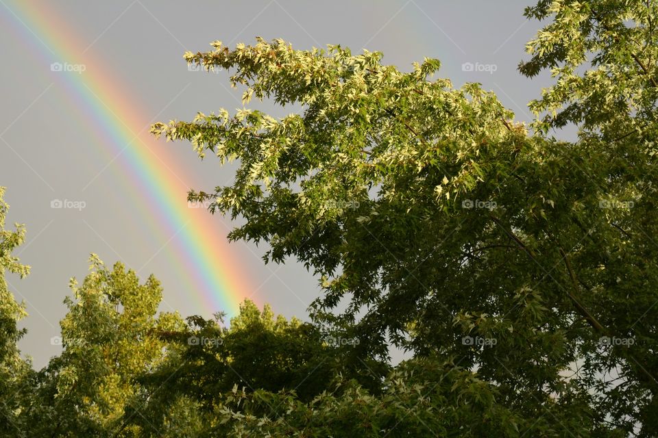 Tree, Rainbow, Nature, Landscape, No Person