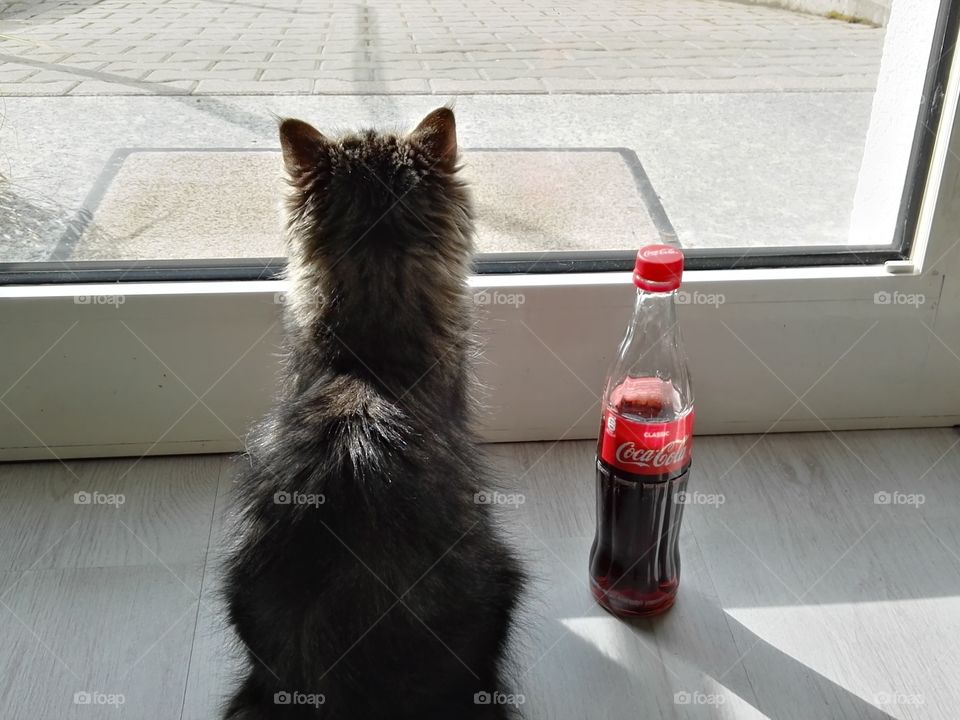 cat and coca-cola are waiting for you
