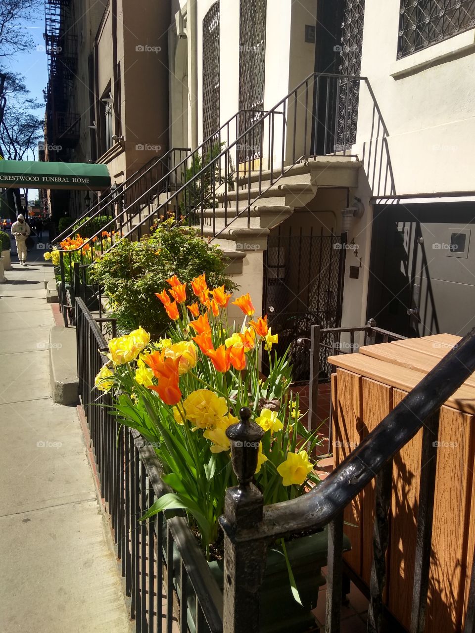 Group of Flowers Outside